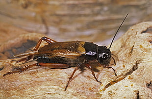brown and black pinhead cricket on stone